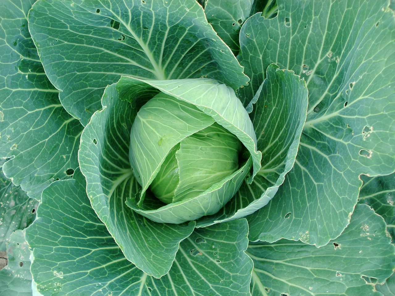 sprouts cabbage cabbage plants free photo