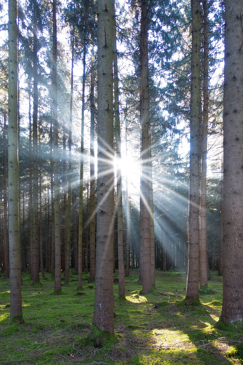 spruce forest conifer free photo