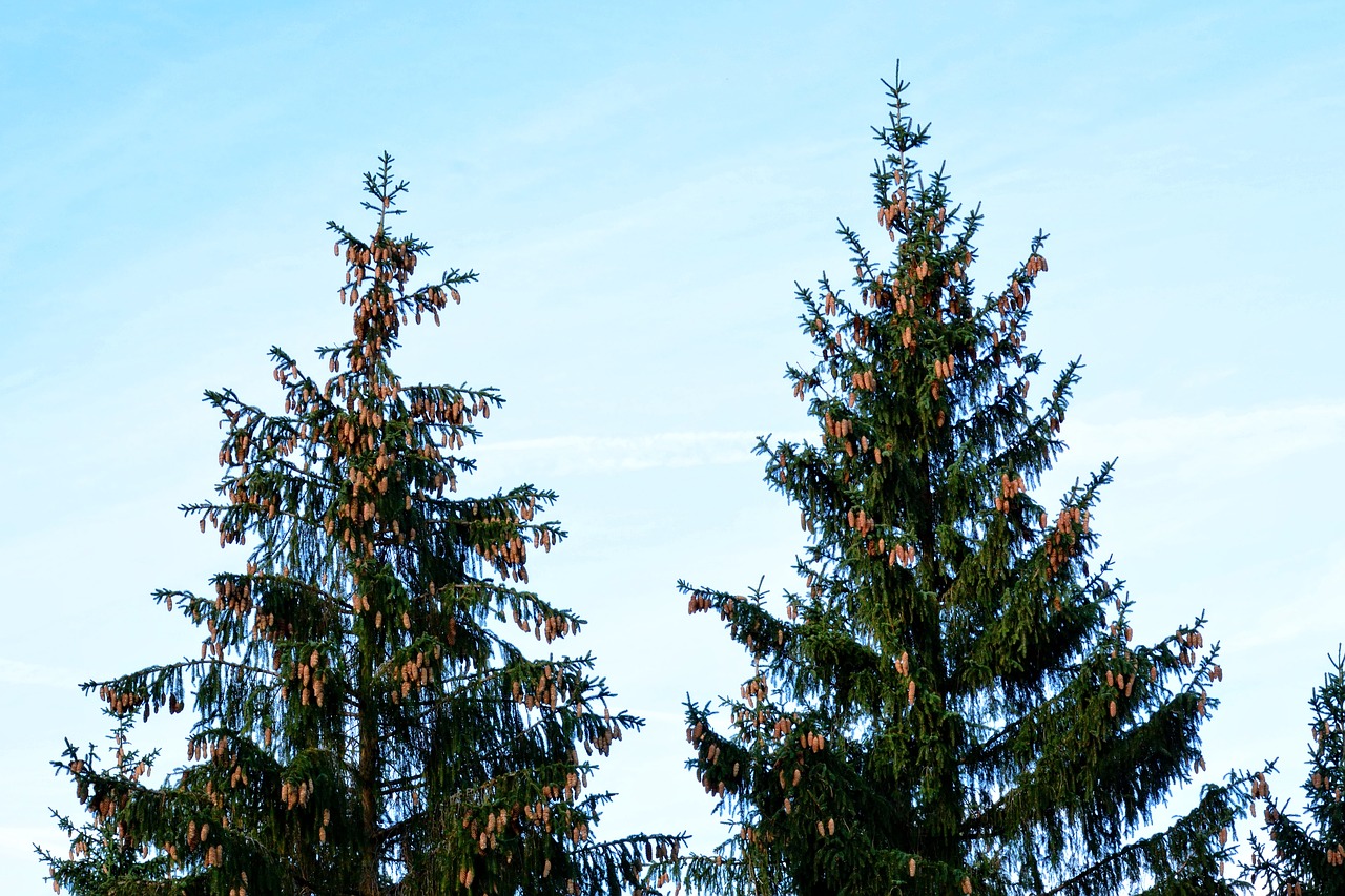 spruce tree conifer free photo