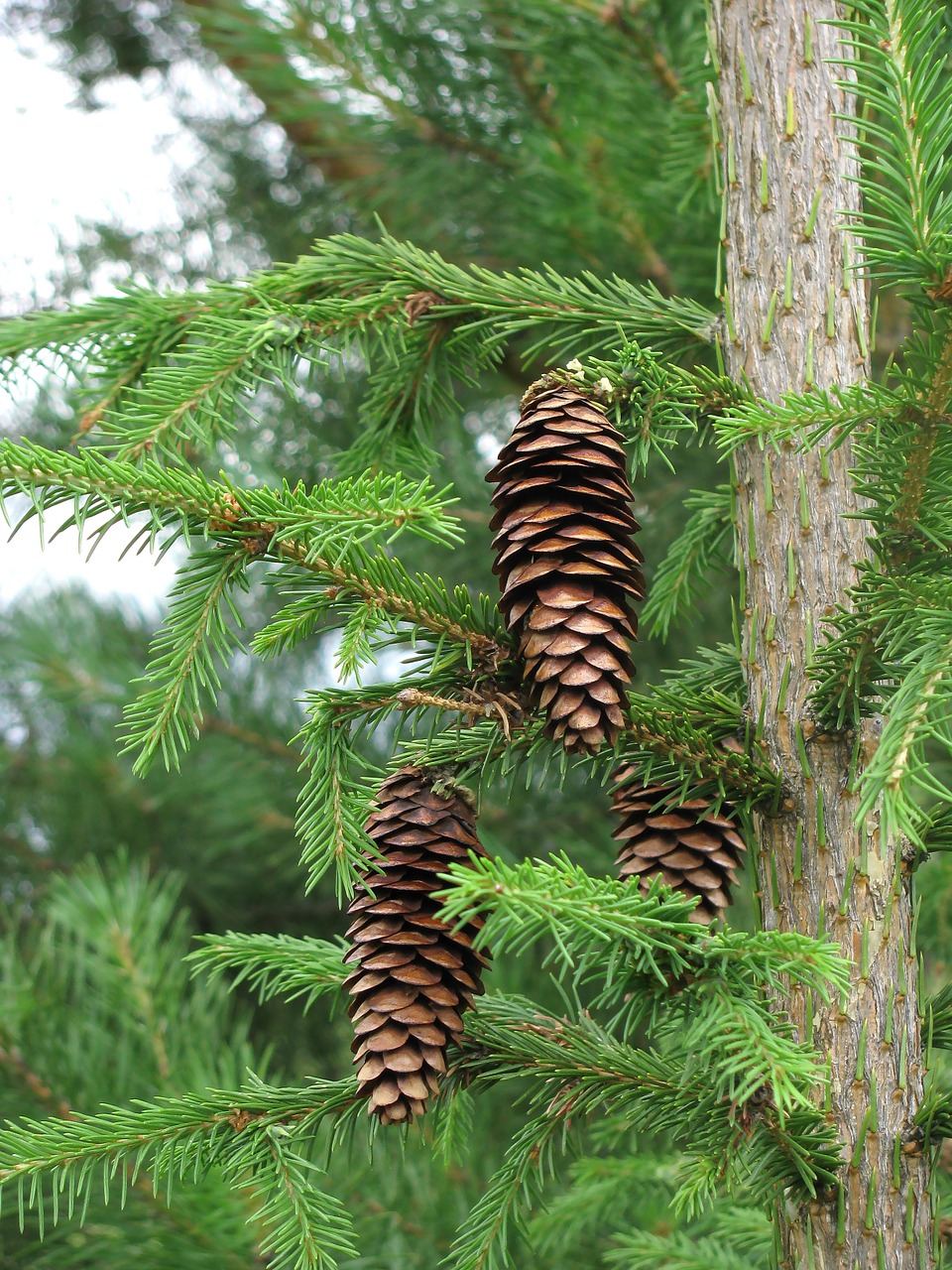 spruce pine cone needles free photo