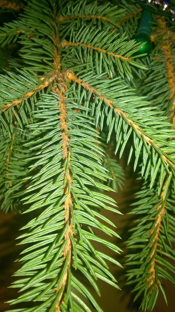 spruce tree winter free photo