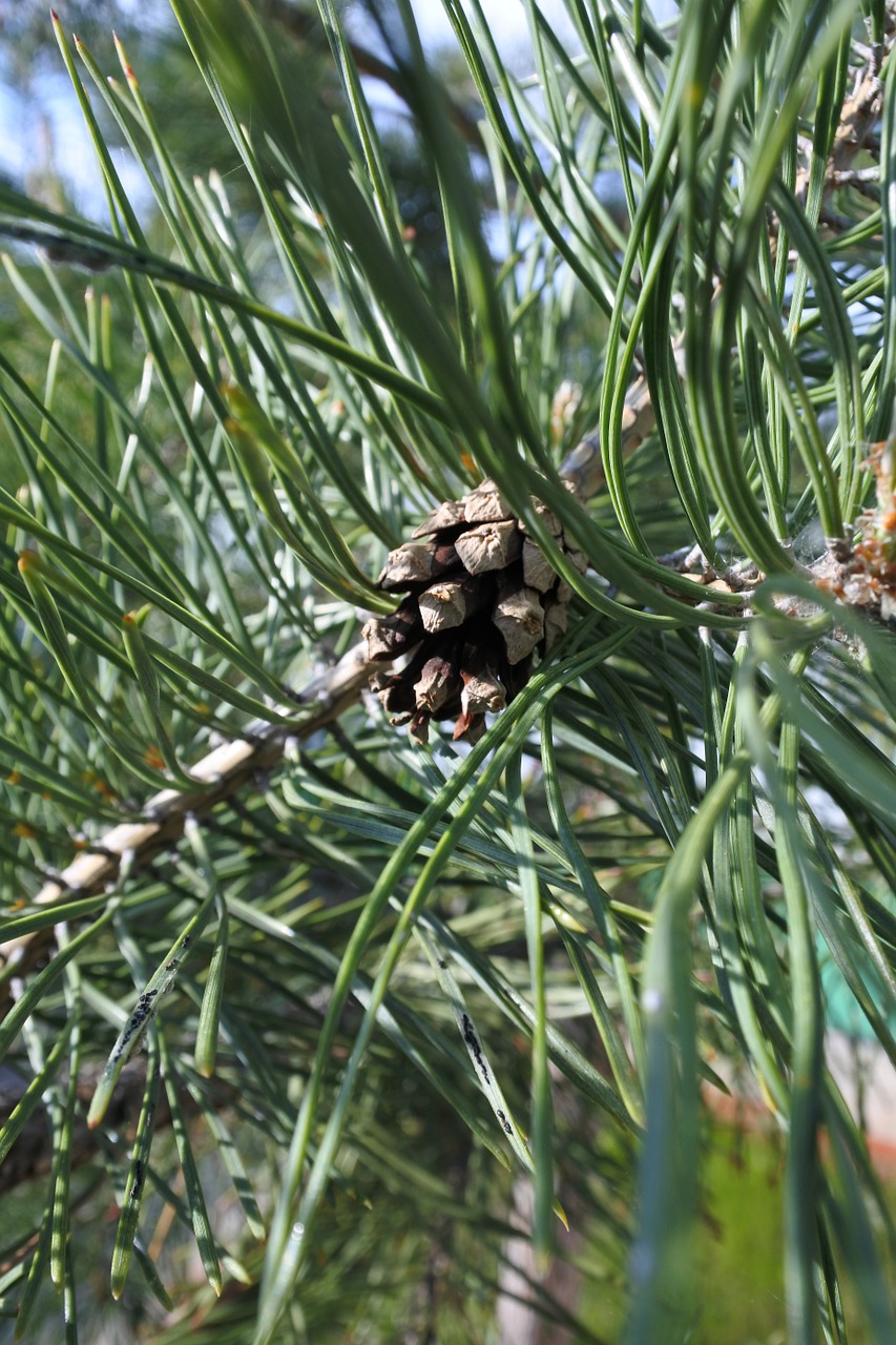 spruce closeup pine cone free photo