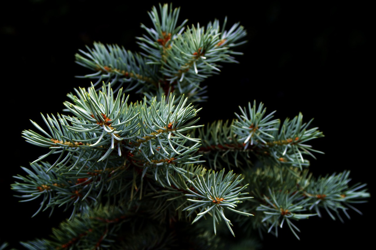 spruce christmas tree pine free photo