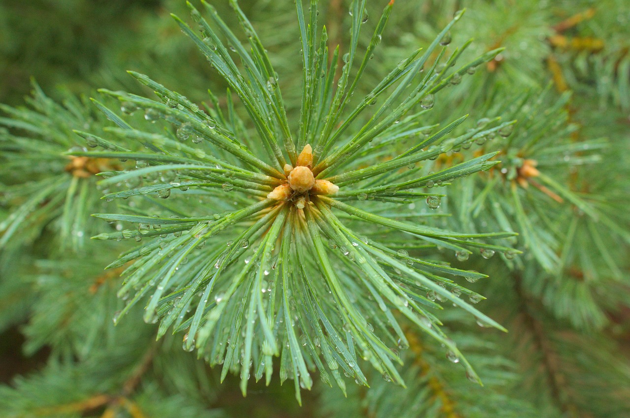 spruce green needle free photo