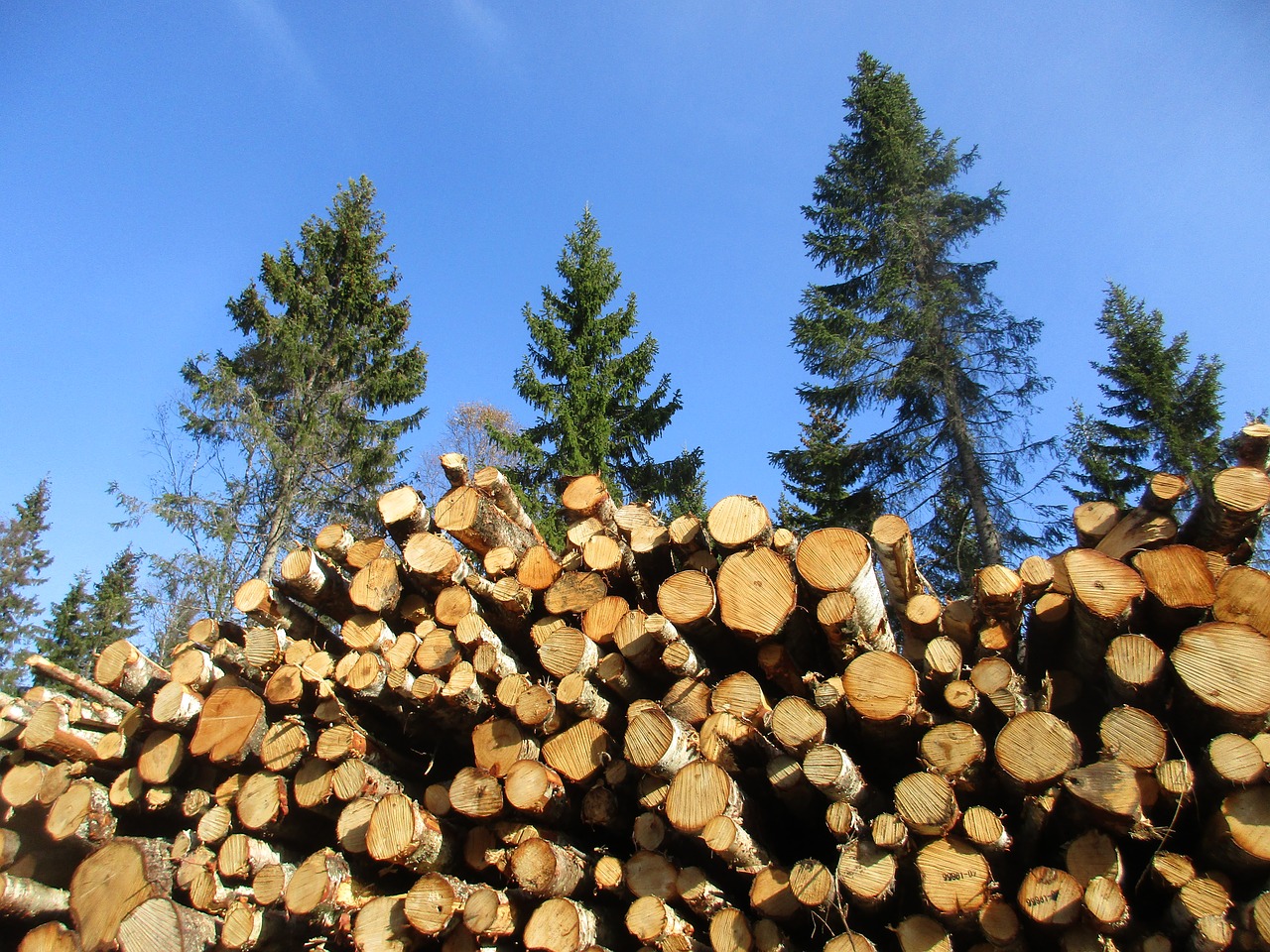 birch birch cut down forestry free photo