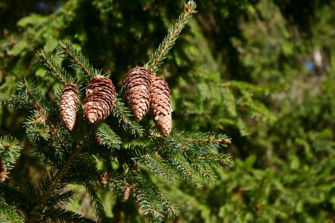 spruce pine cones tree free photo