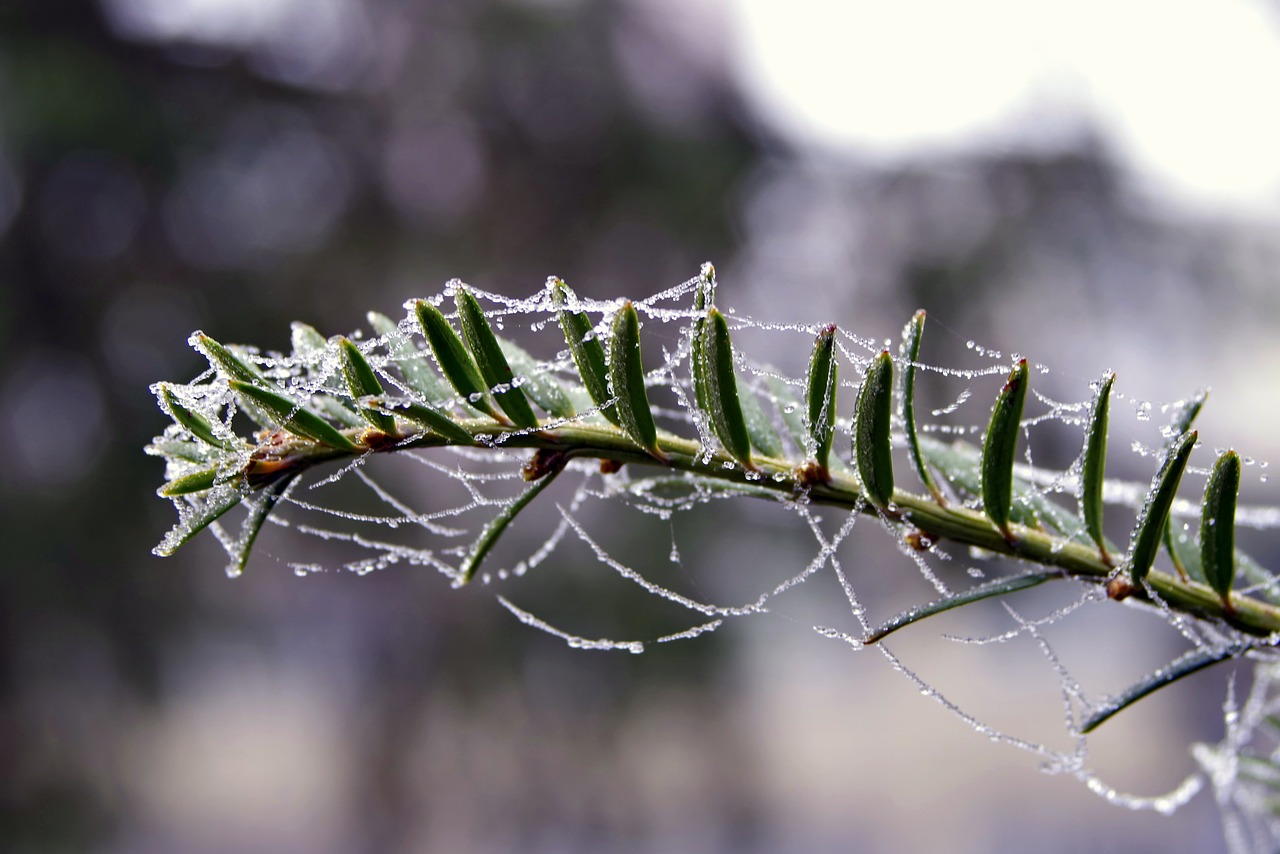spruce cobweb ice free photo