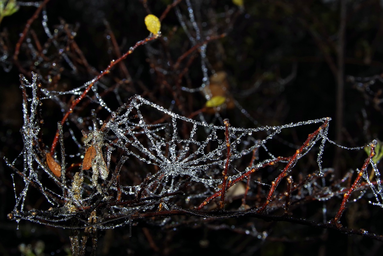 spruce cobweb ice free photo