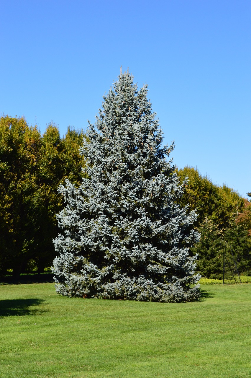 spruce tree blue spruce free photo