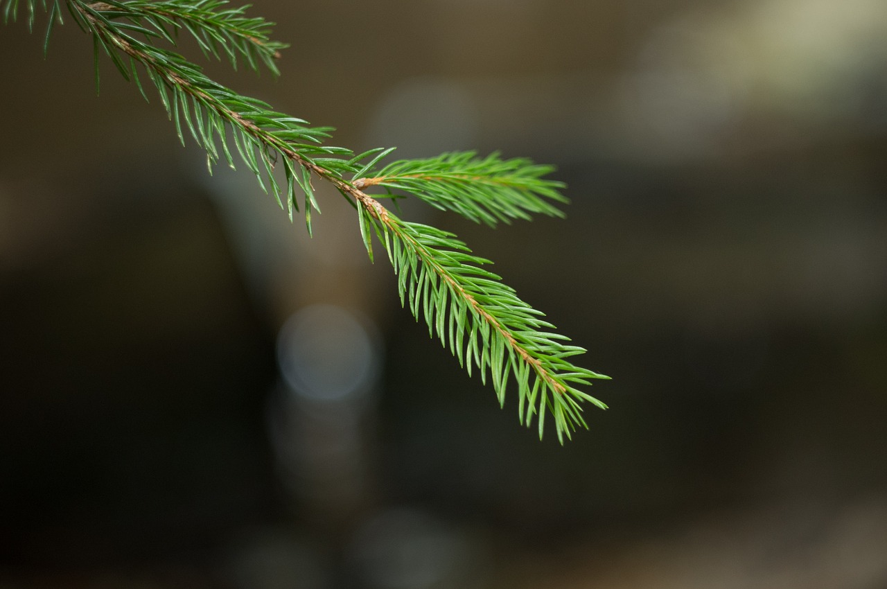 spruce forest needles free photo