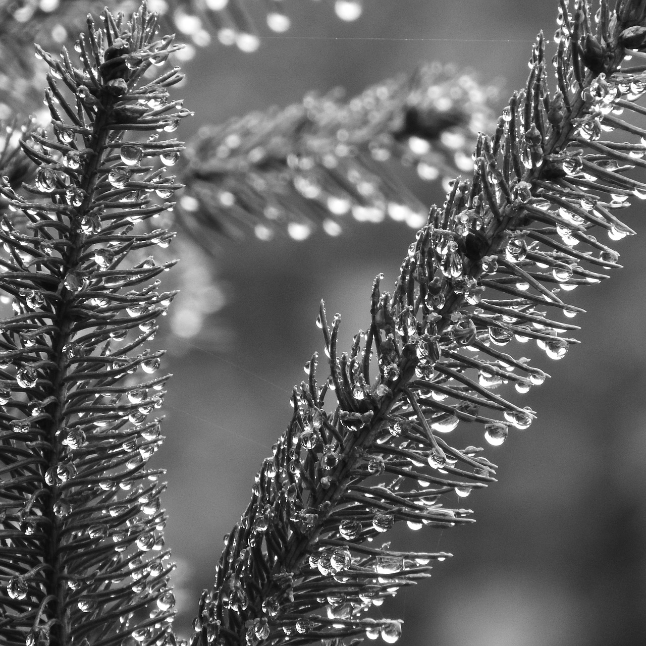 spruce evergreen tree dew free photo