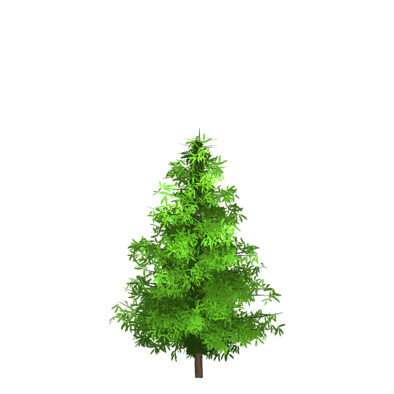 spruce tree green free photo