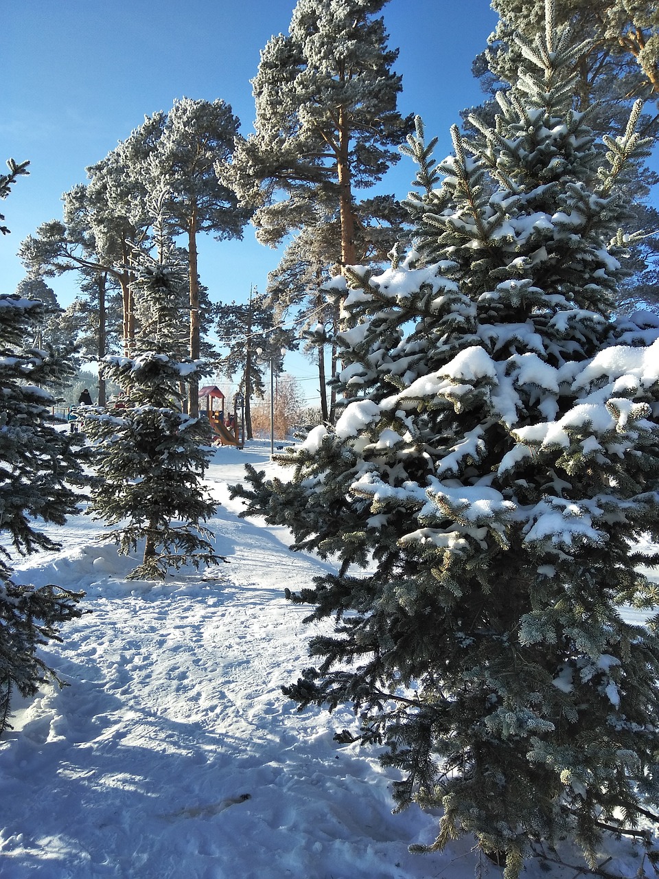 spruce pine winter free photo