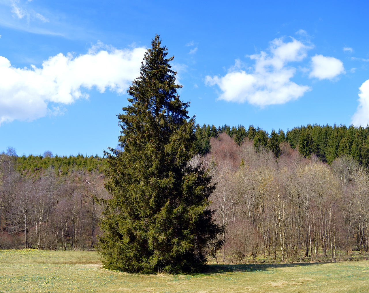 spruce conifer forest free photo