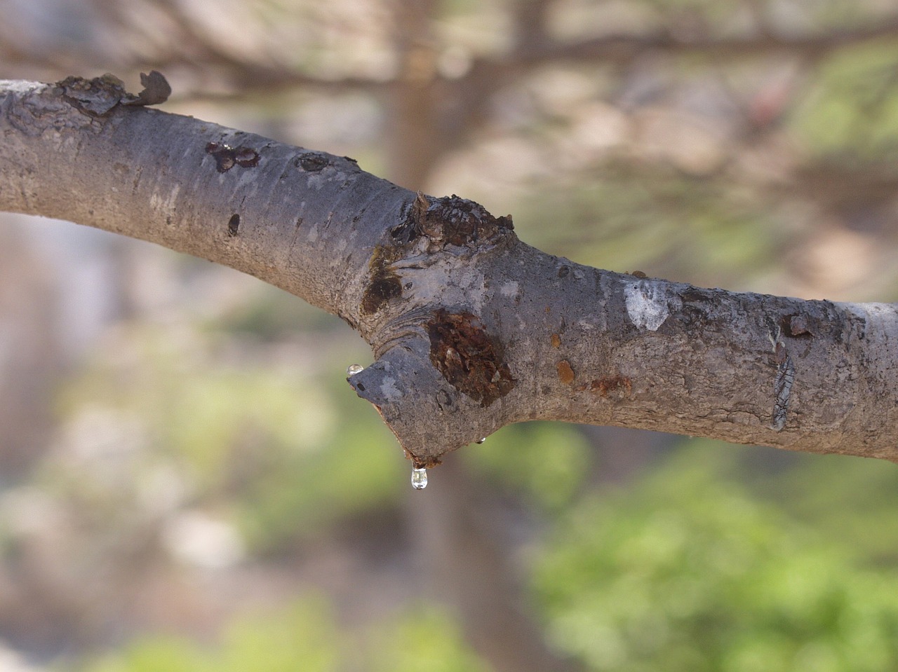 spruce drop of resin mallorca free photo