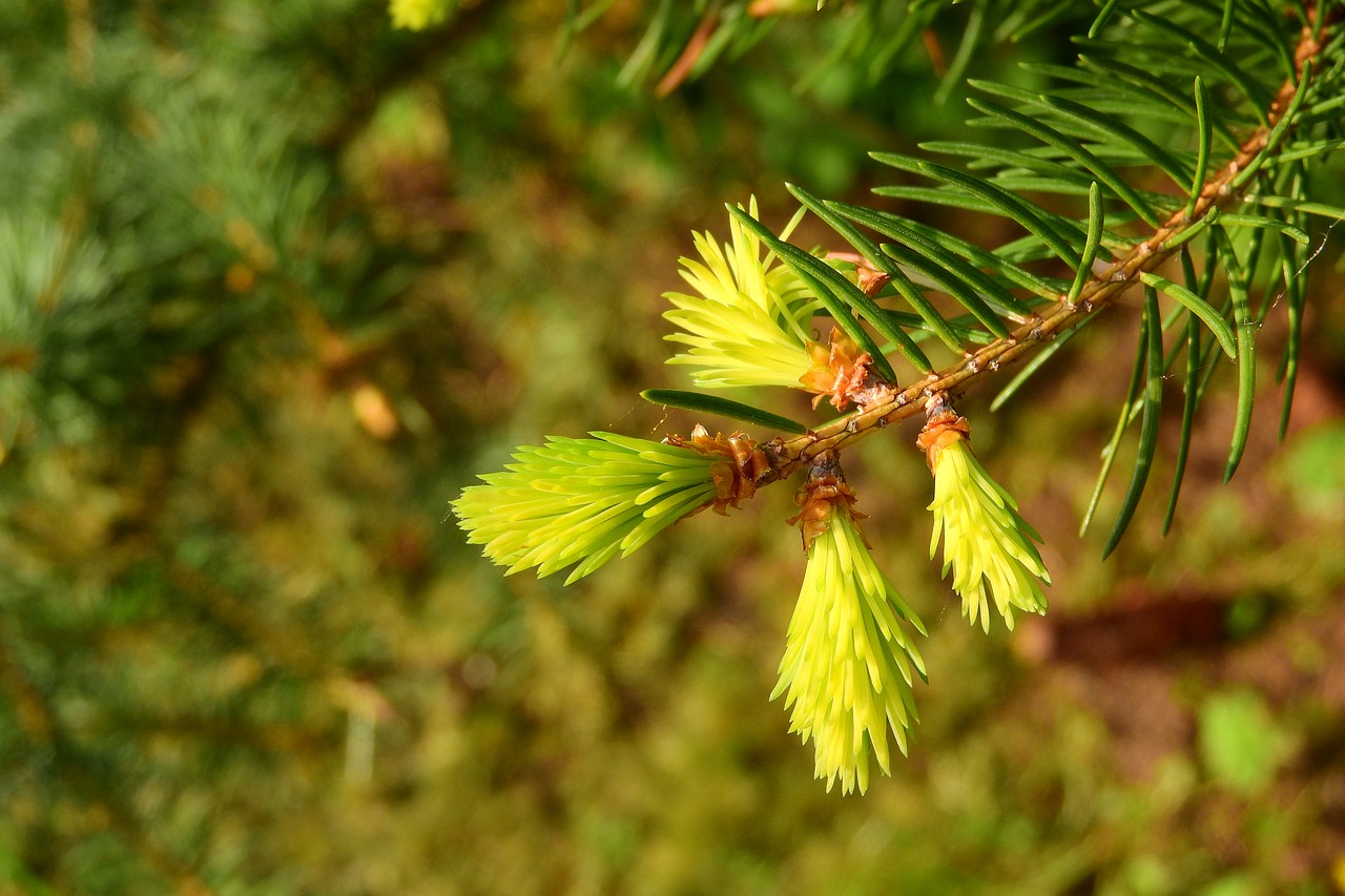 spruce branch of spruce young pine needles free photo