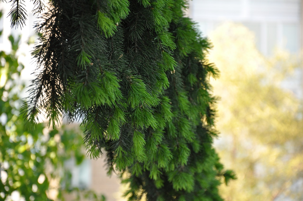 spruce branch needles free photo