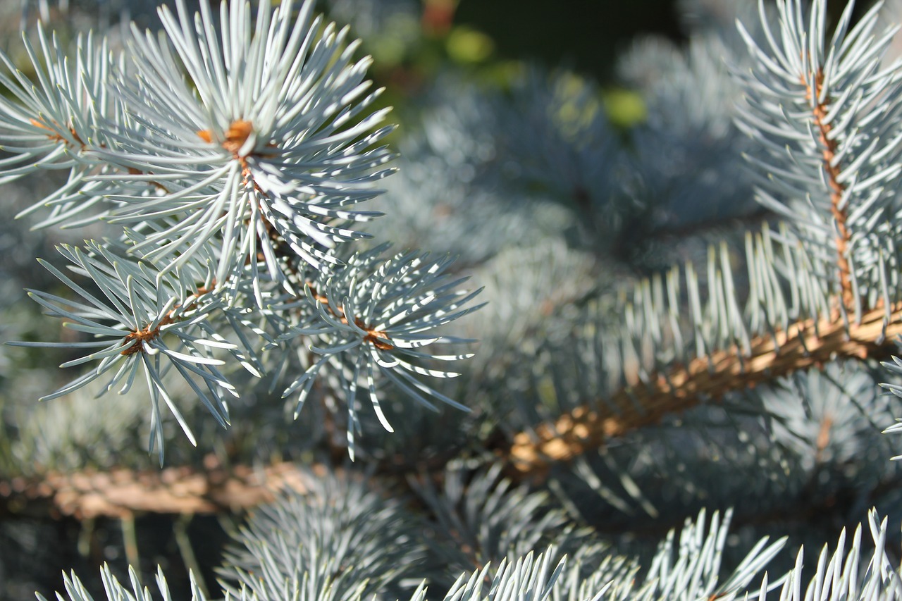 spruce pine blue spruce free photo