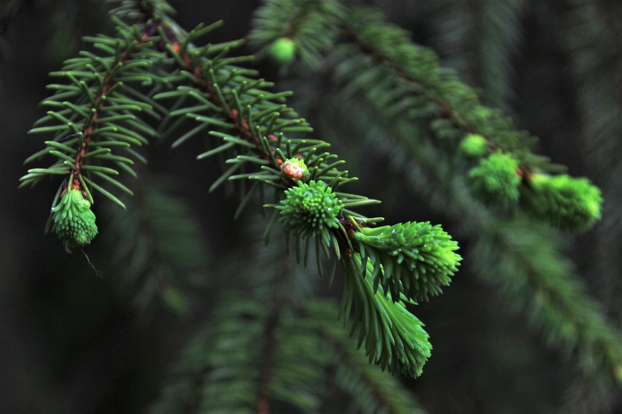 spruce christmas tree needles free photo