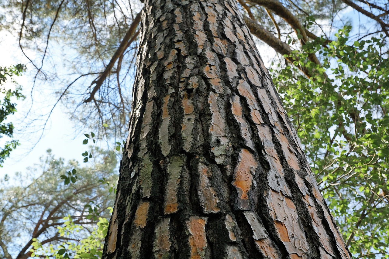 spruce tree bark free photo