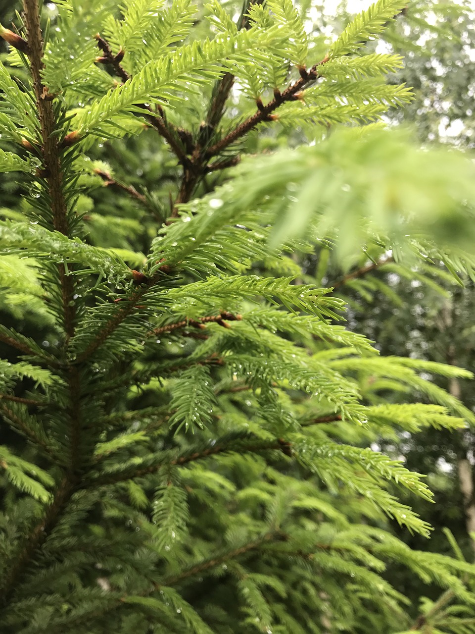 spruce greens freshness free photo