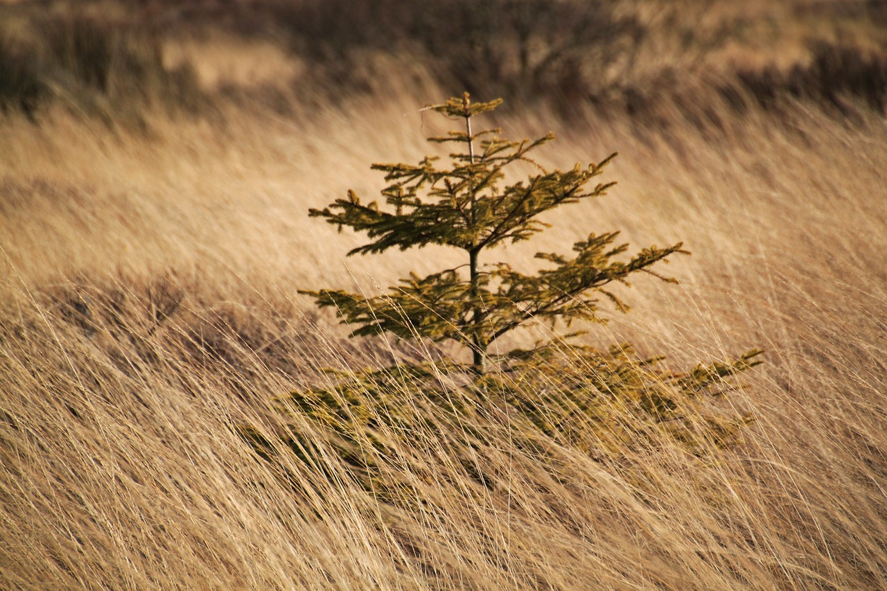 spruce tree conifer free photo