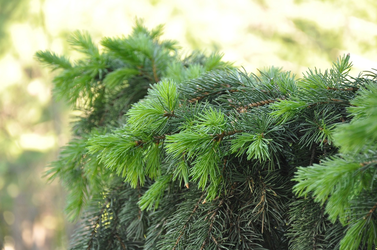 spruce branch coniferous free photo