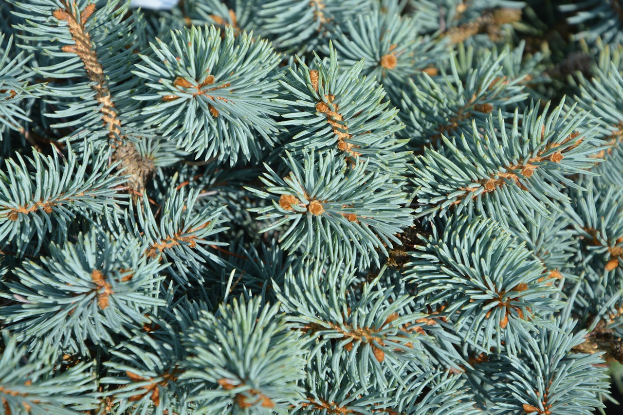 spruce fir thorns free photo