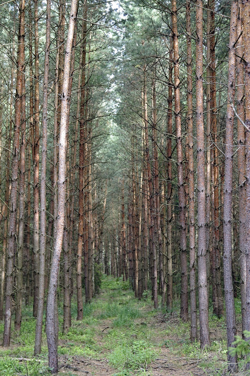 spruce tree pine free photo
