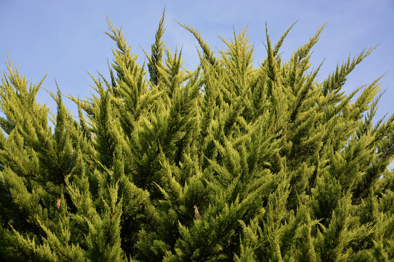 spruce shrub resinous free photo
