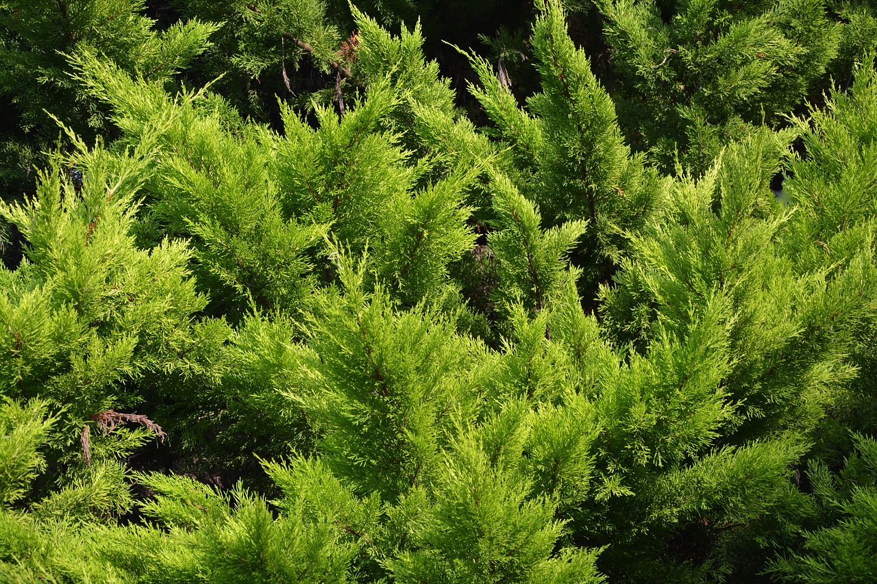 spruce resinous conifer free photo