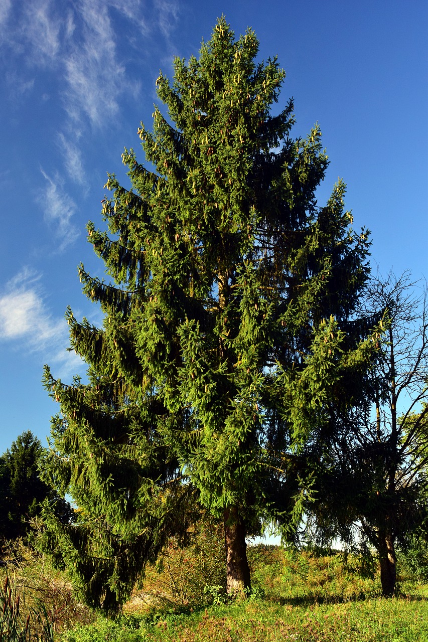 spruce tree nature free photo