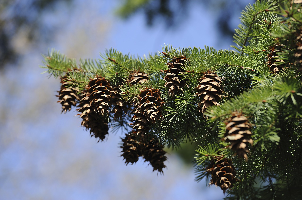 spruce tree green free photo