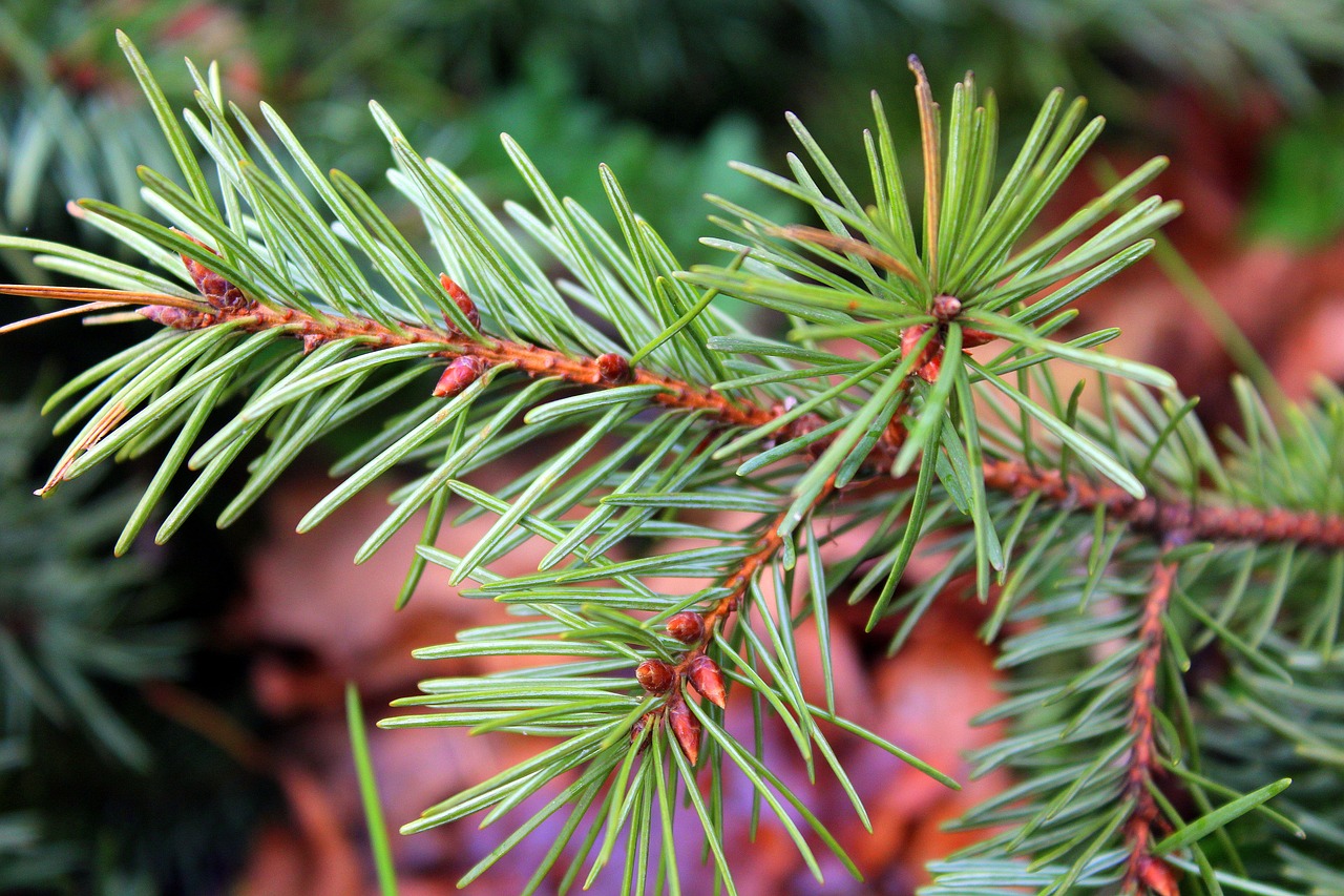 spruce sprig coniferous free photo