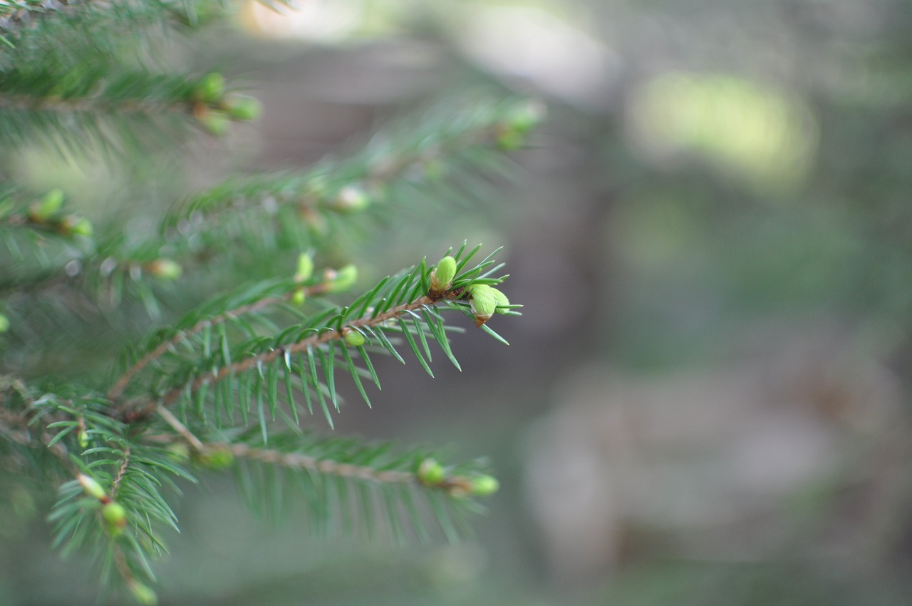 spruce spruce shoots plant free photo