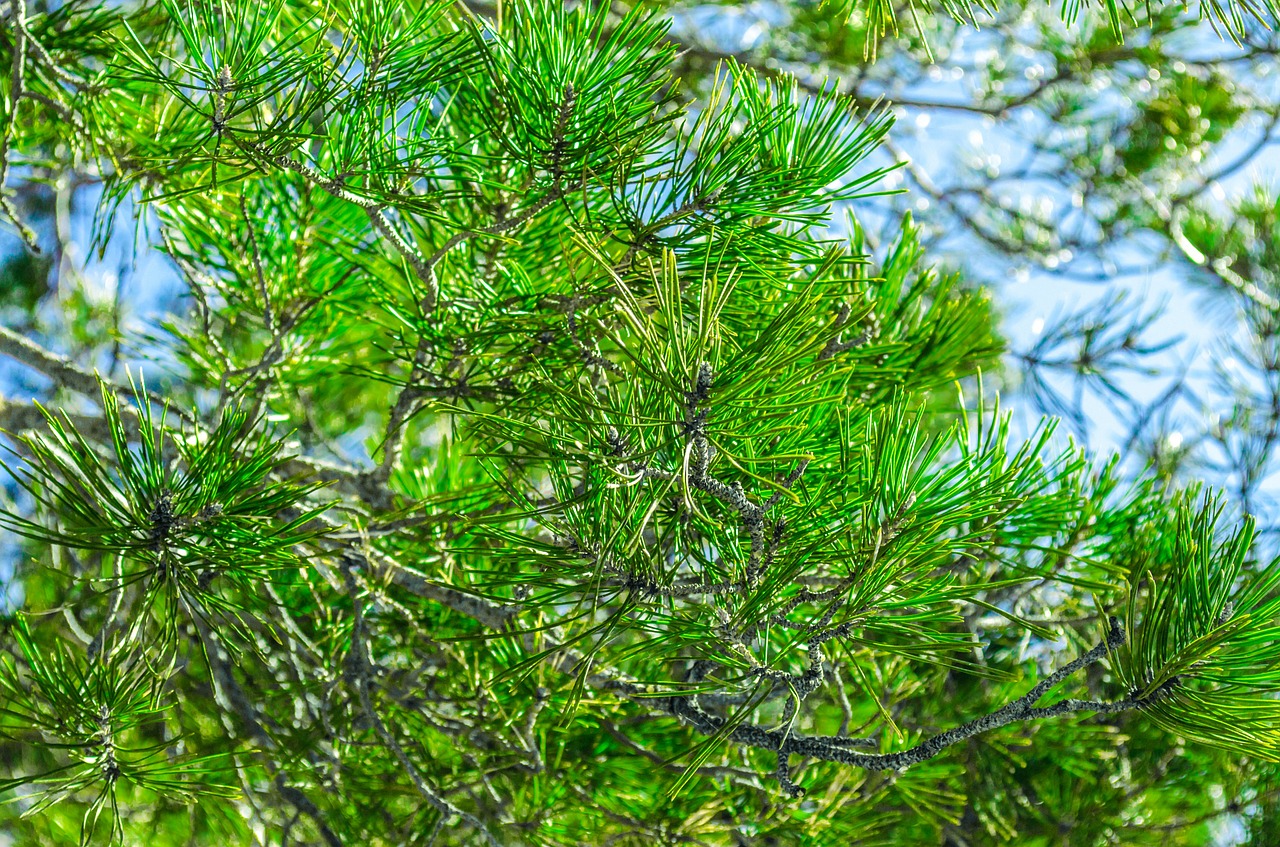spruce fir branch free photo