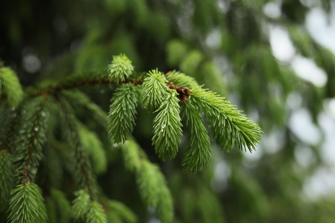 spruce  rain  tree free photo