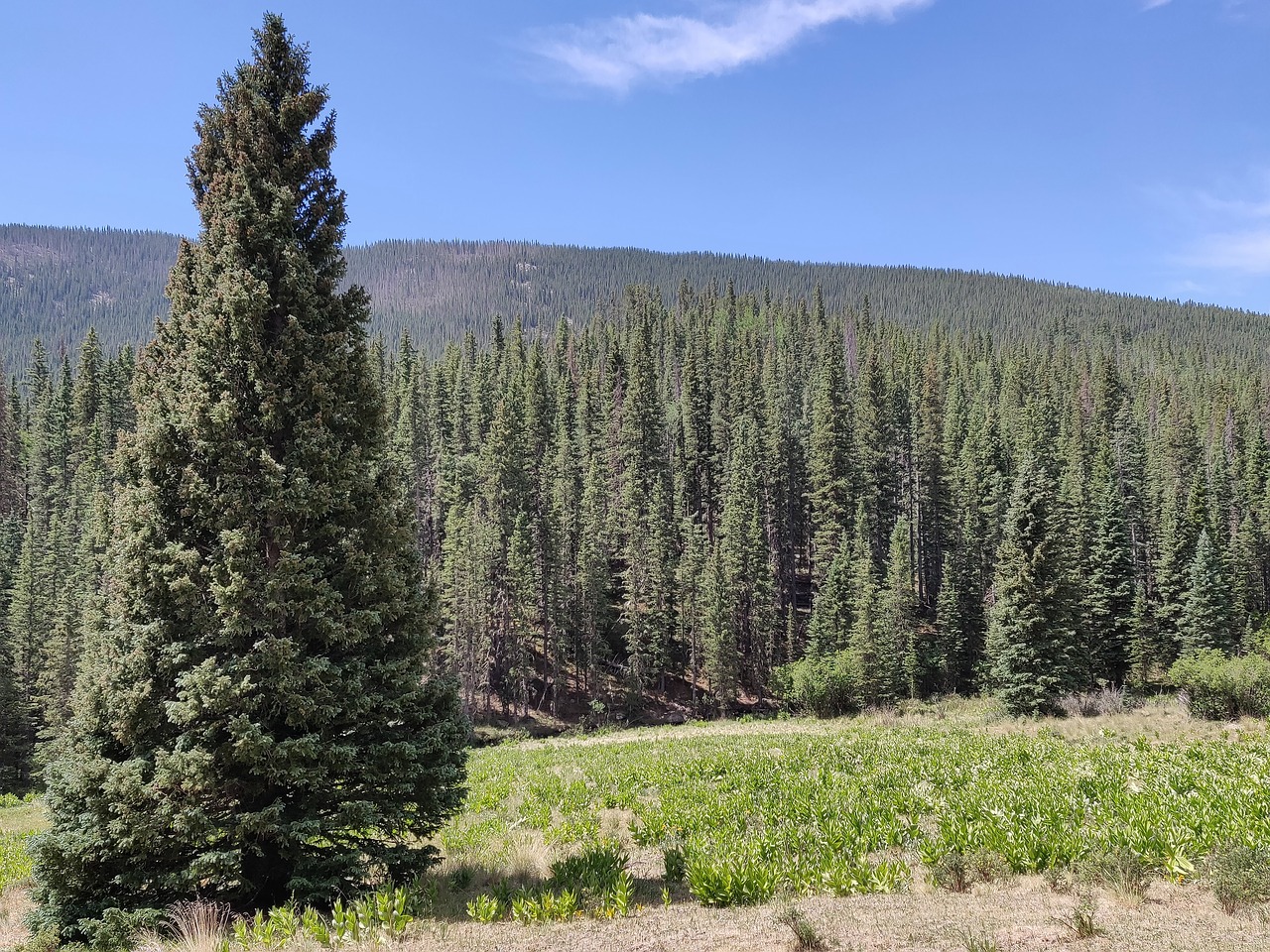 spruce  colorado  trees free photo