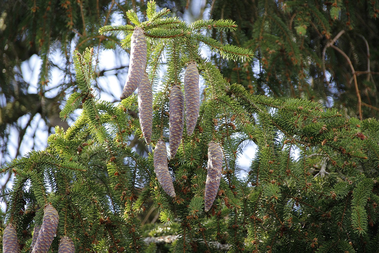 spruce  tap  tree free photo