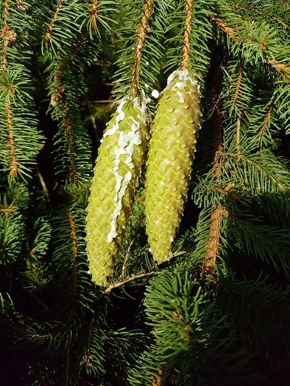 spruce  pine cones  conifer free photo