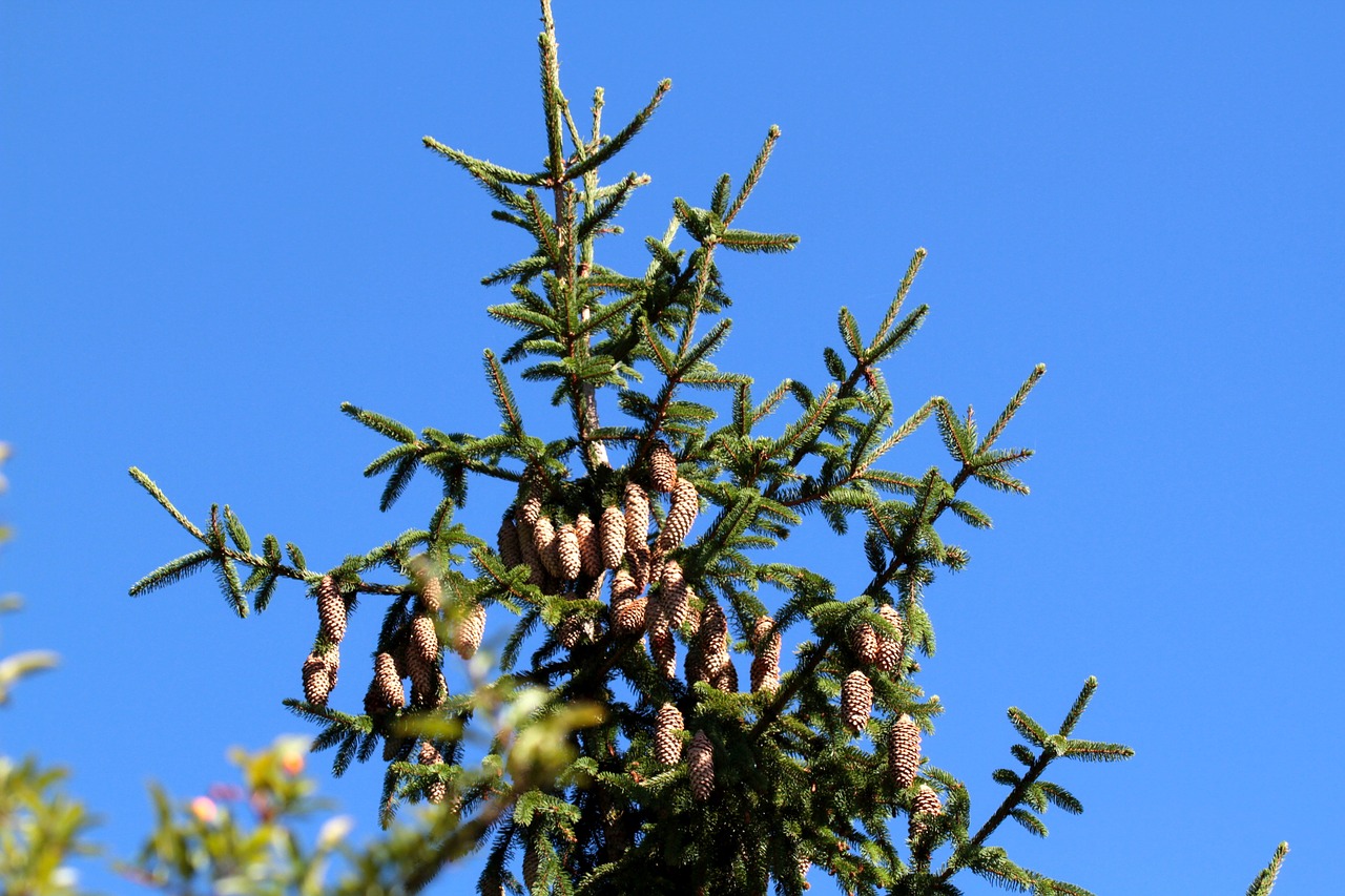 spruce  pine cones  pin na free photo