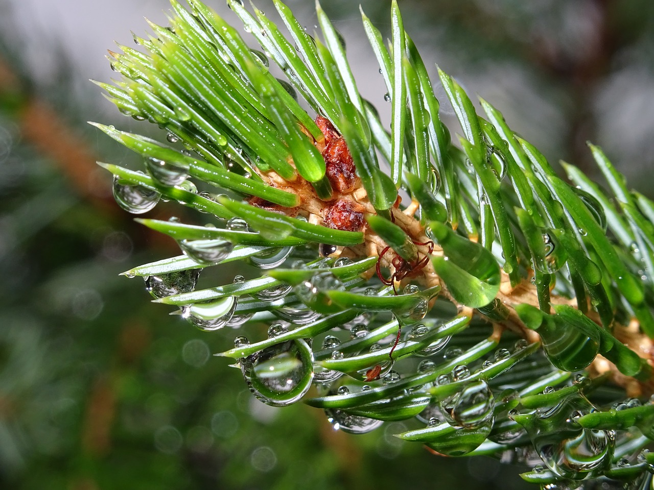 spruce  dew  morning free photo
