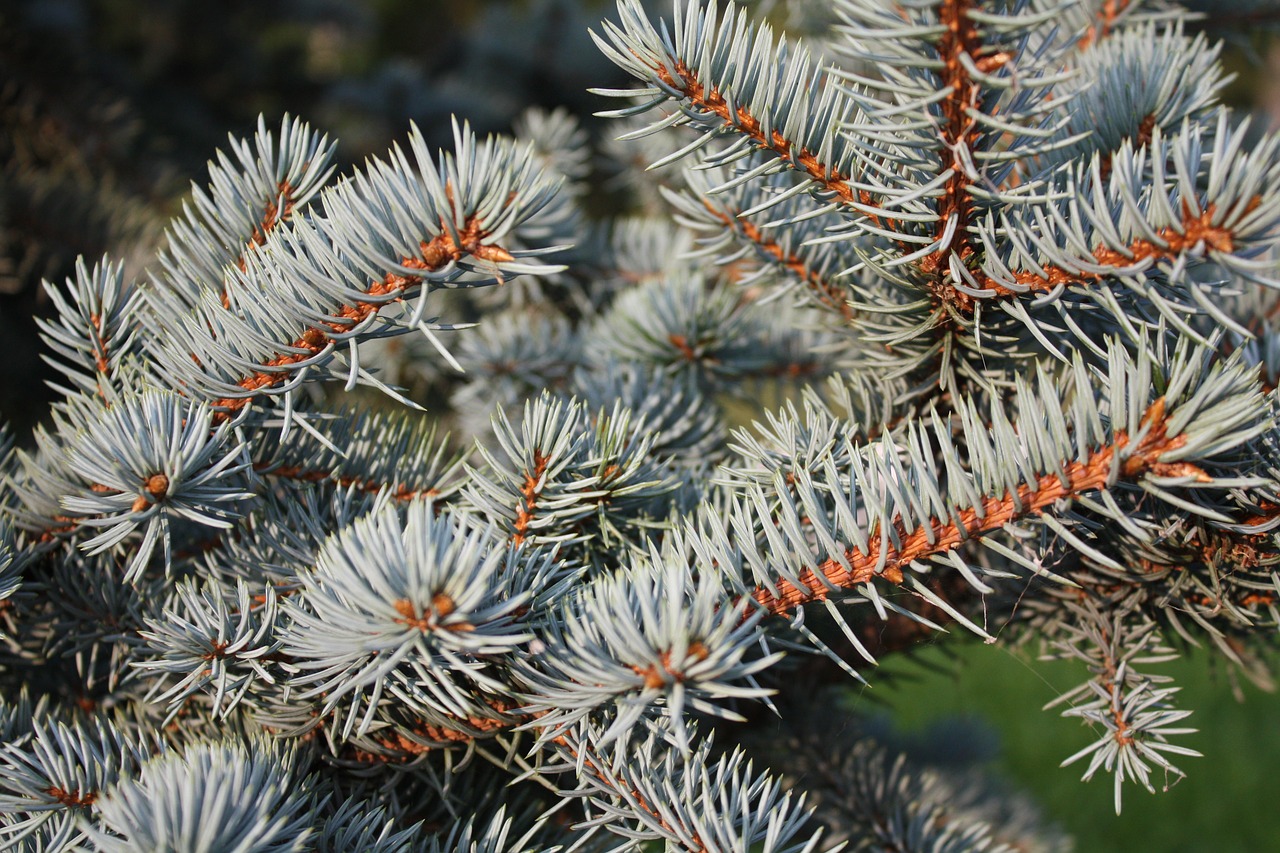 spruce  branch  needles free photo