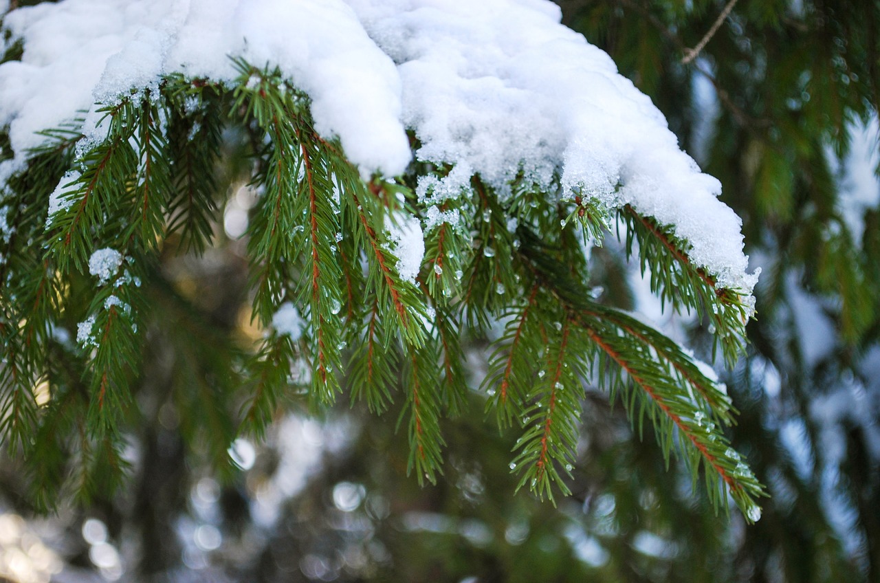 spruce  branch  snow free photo