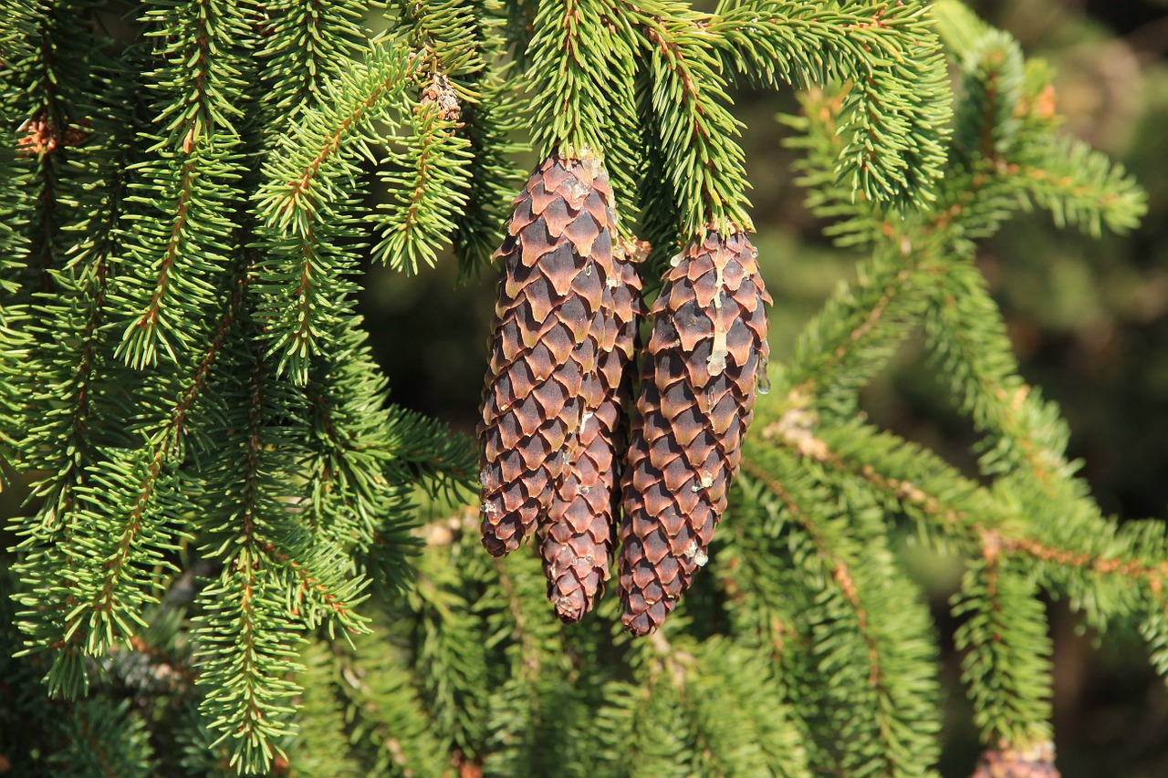 spruce cone pine cone free photo
