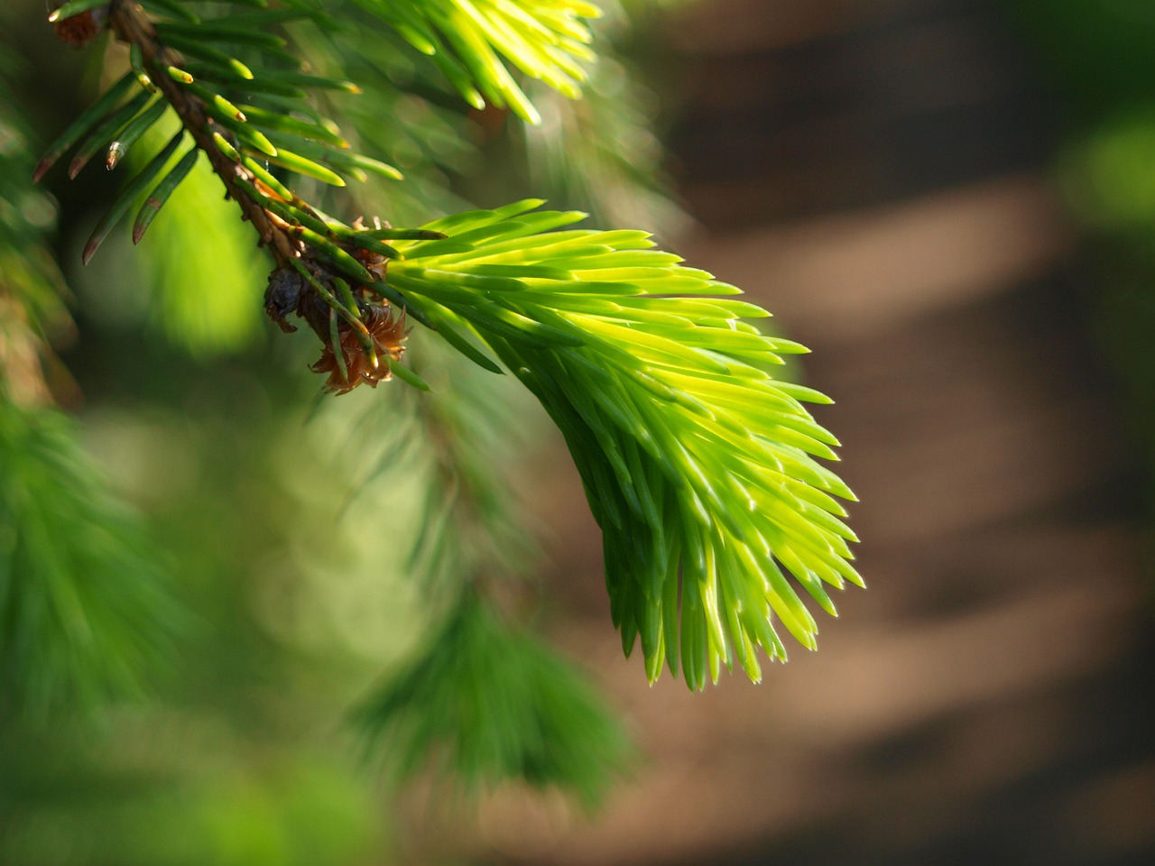 spruce  tree  nature free photo