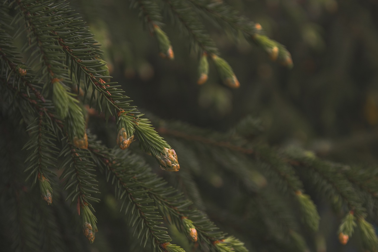 spruce  pine cone  forest free photo