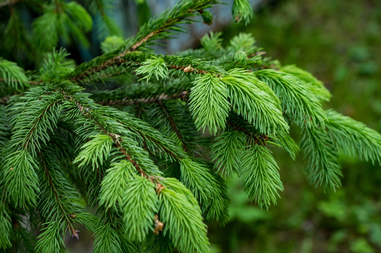 spruce  branch  needles free photo