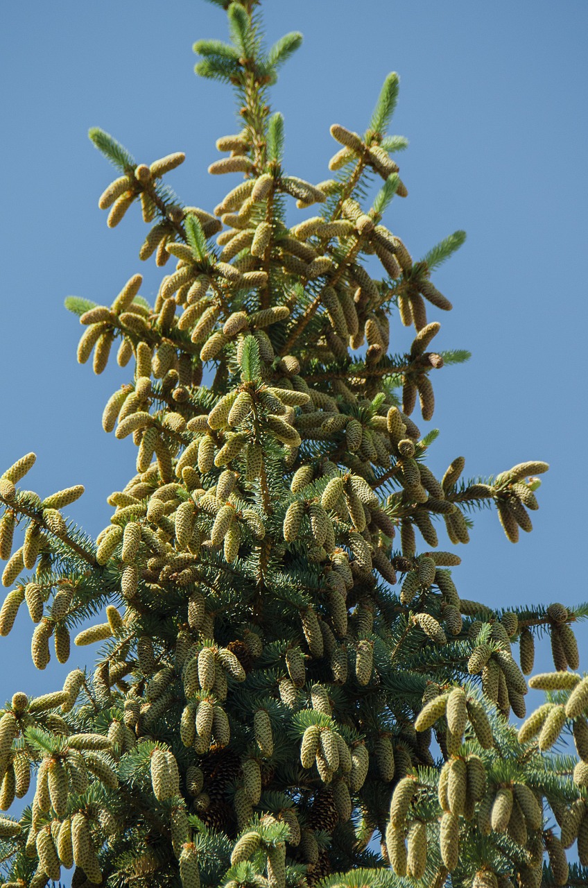 spruce tree conifer free photo