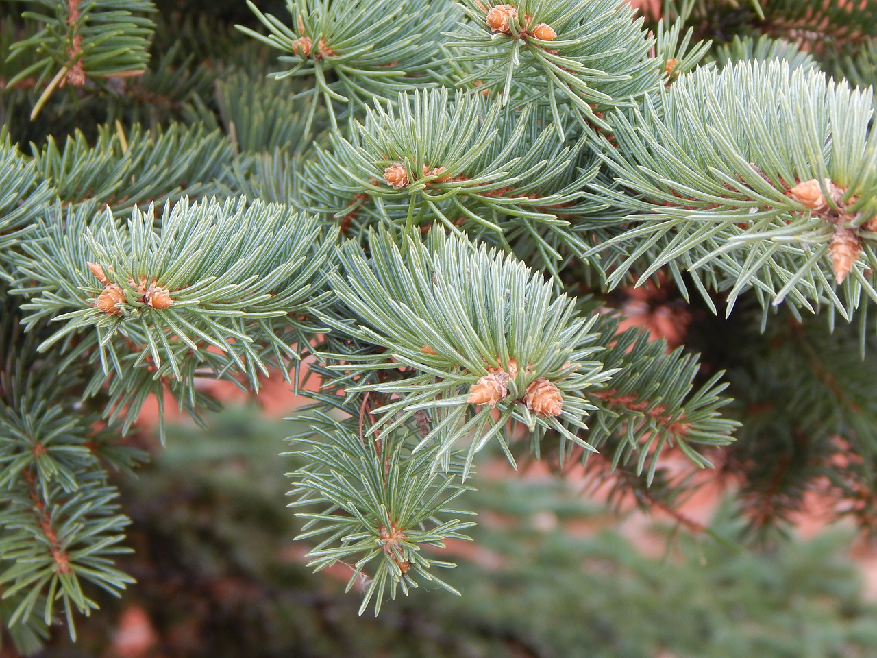 spruce tree fir free photo